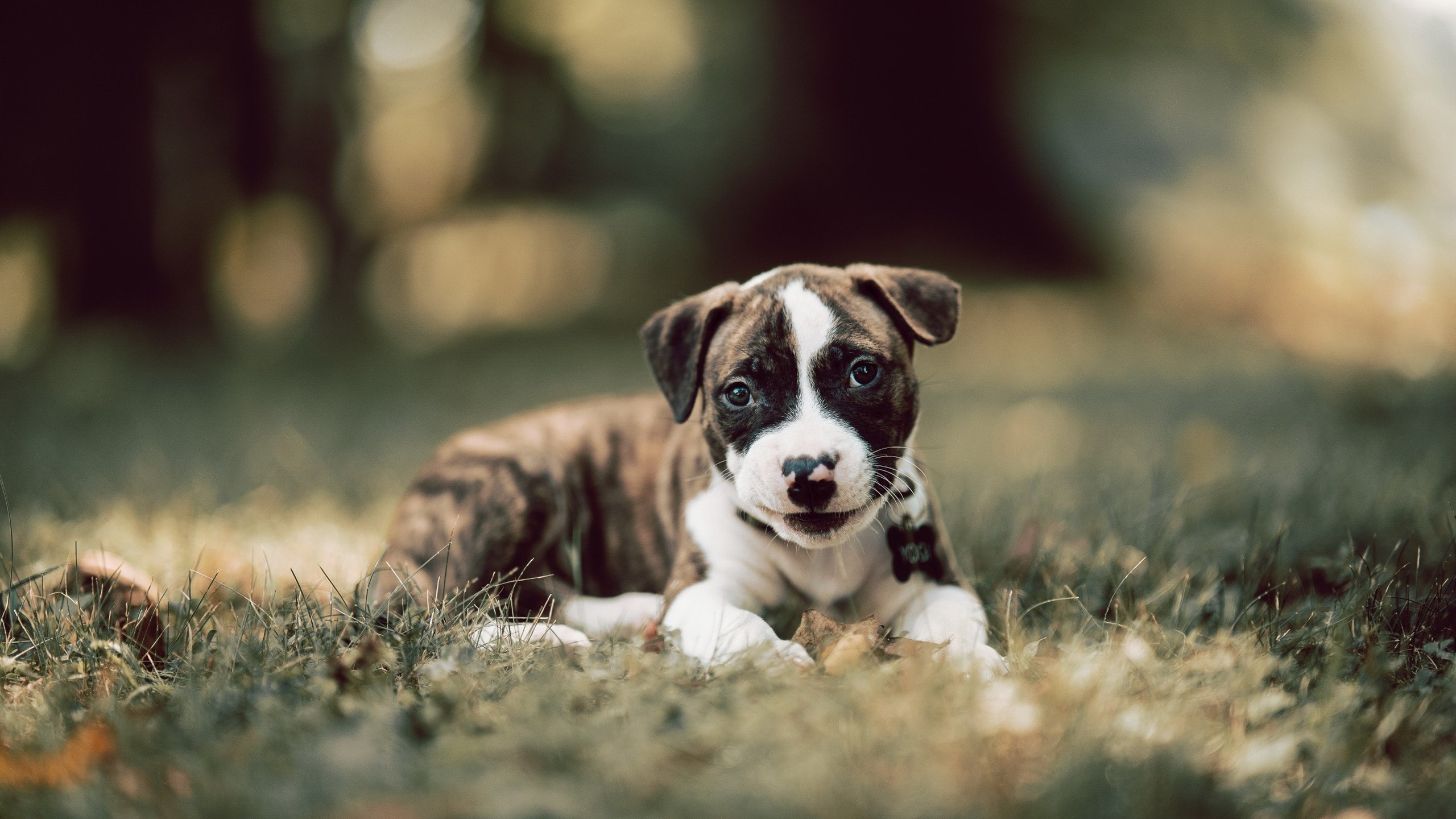 AYX体育官网-WRC赛车维护：幕后技术保障大揭秘，wrc赛车解析